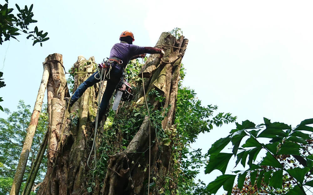 100% Satisfied Tree Surgery Guarantee