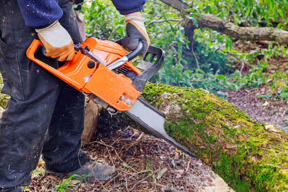 After Storm Tree Cleanup Service