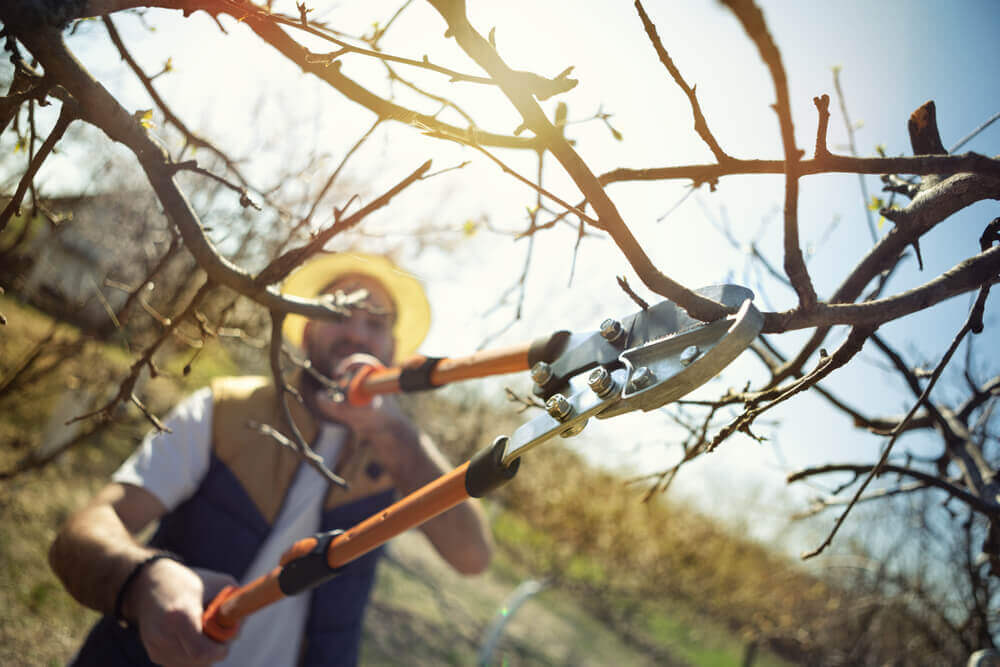 CHOOSE US FOR TREE TRIMMING & PRUNING NEEDS