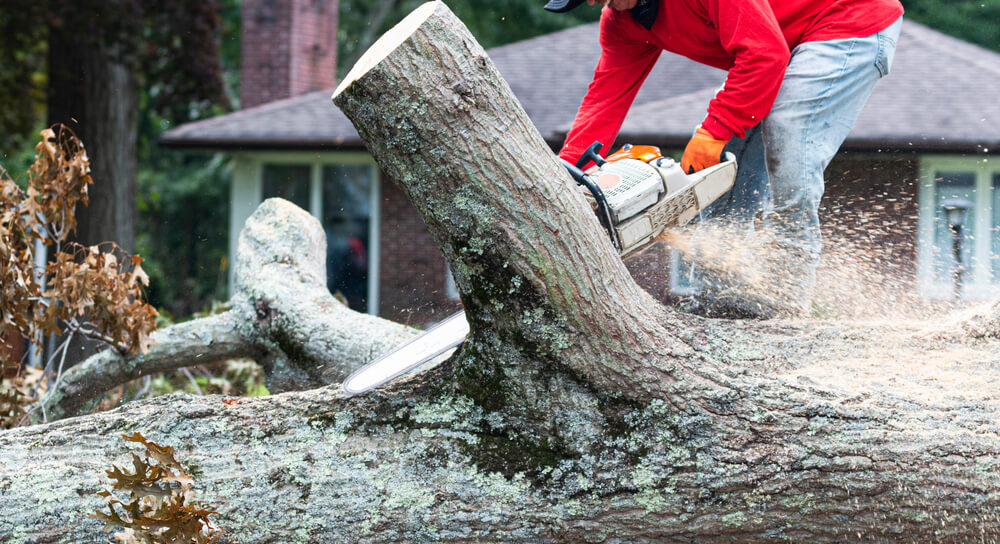 Emergency Tree Surgeon Aberdeen