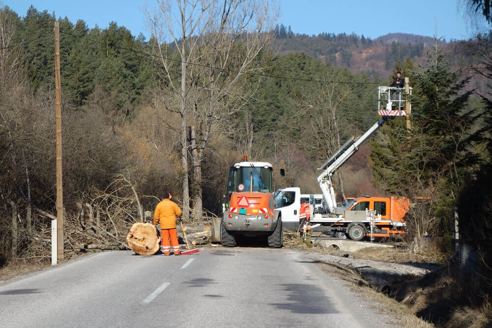 Emergency tree Service Aberdeen