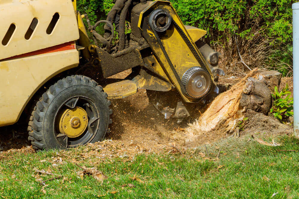 STUMP REMOVAL & GRINDING