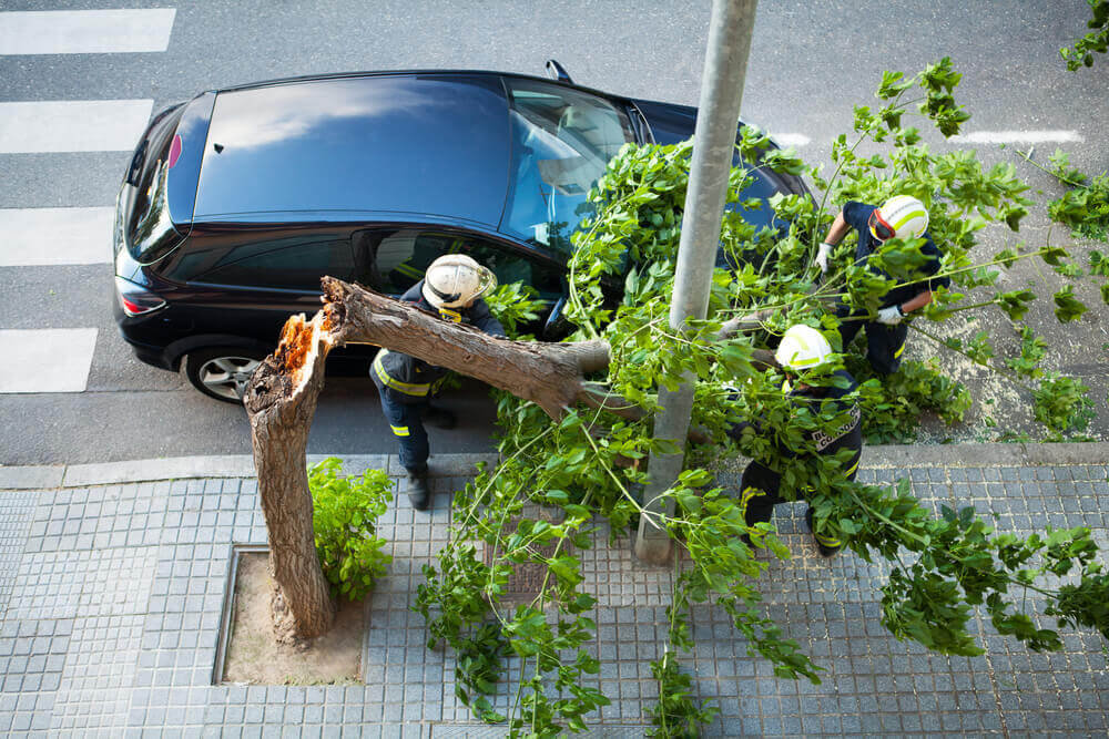 Storm Damage Tree Cleanup Service