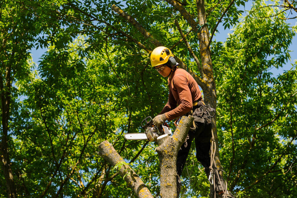 TREE CUTTING ABERDEEN