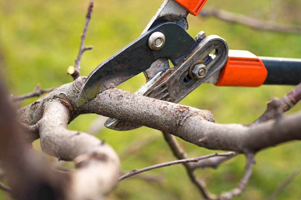 Top Rated Tree Trimming Service