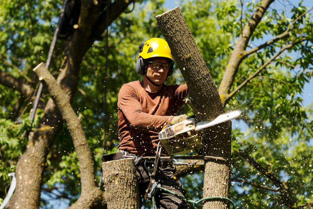 Tree Cutting & Removal Service