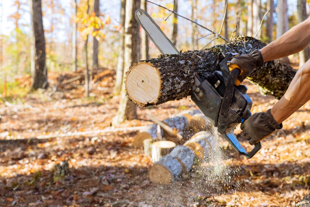 Tree Cutting & Removal Tree Surgeons