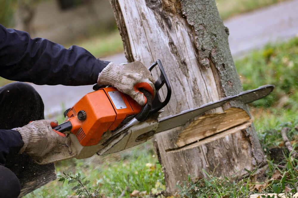 Tree Cutting Service