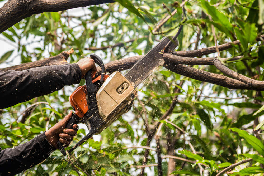 Tree Trimming & Pruning Aberdeen