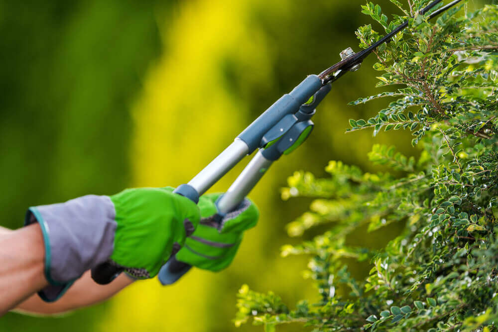 Tree Trimming & Pruning