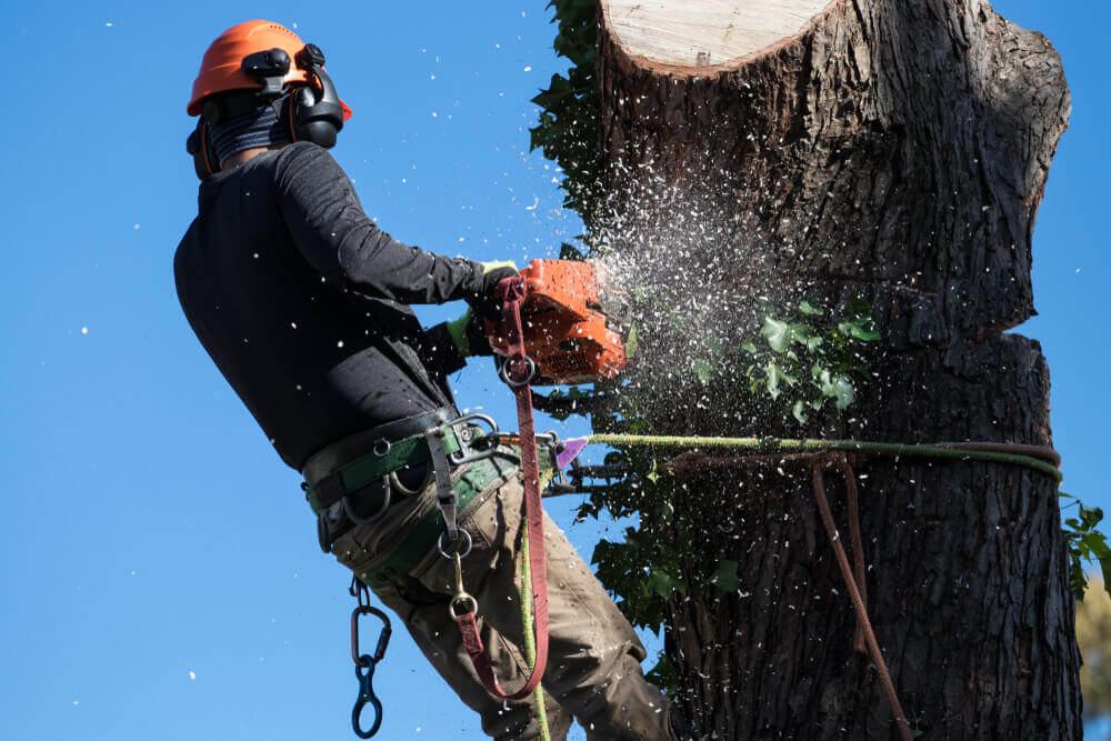 WHY CHOOSE US FOR TREE CUTTING & REMOVAL SERVICE